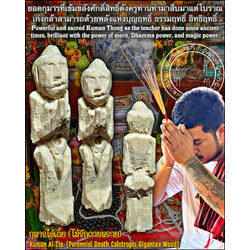 กุมารไอ้เตี้ย (ไม้รักตายพราย) Kuman Ai Tia. (Perennial Death Calotropis Gigantea Wood) SKU-03342