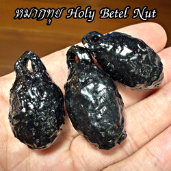 หมากทุย Holy Betel Nut. SKU-02338