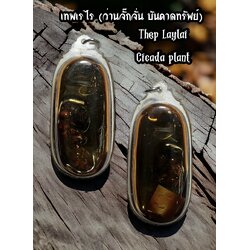 เทพเรไร (ว่านจั๊กจั่น บันดาลทรัพย์) Thep Laylai Cicada plant SKU-02895
