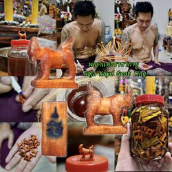 พญาแพะราชากายู Raja Kayu Goat King. SKU-03594