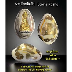 พระงั่งหลังเบี้ย Cowrie Ngang. SKU-03058