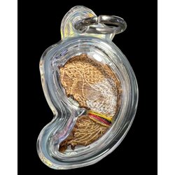 สาริกาปลาทอง (ตัวเล็ก) Goldfish Sarika. (small size) SKU-02918