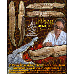 ไอ้เข้โทนทอง Golden Glamour Crocodile. SKU-03800