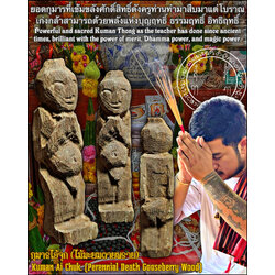 กุมารไอ้จุก (ไม้มะยมตายพราย) Kuman Ai Chuk. (Perennial Death Gooseberry Wood) SKU-03343