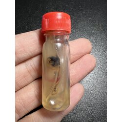 น้ำมันพรายเสน่ห์นางหลง Ngmmanprai Mae Nanglong SKU-02014