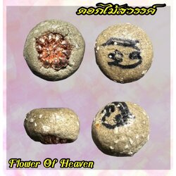 ดอกไม้สวรรค์ Flower Of Heaven SKU-02788