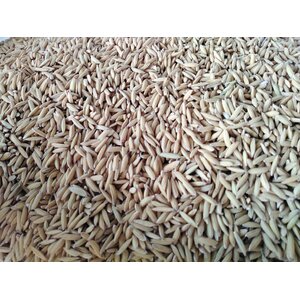 พันธุ์ข้าว