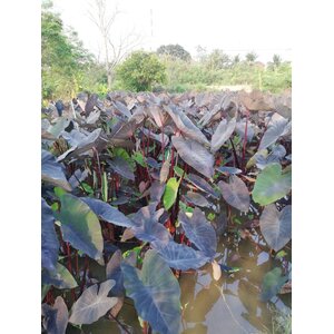 แบล็คเมจิก