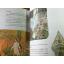 หนังสือส่งเสริมการอ่านสำหรับระดับประถมศึกษา ป่าไม้รอบตัวเรา Forest, Forest Everywhere