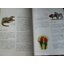 essential atlas of zoology สัตววิทยา