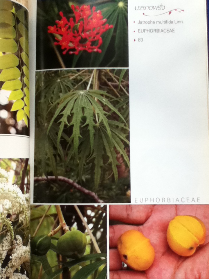 พรรณไม้ดอก ไม้ประดับ 2