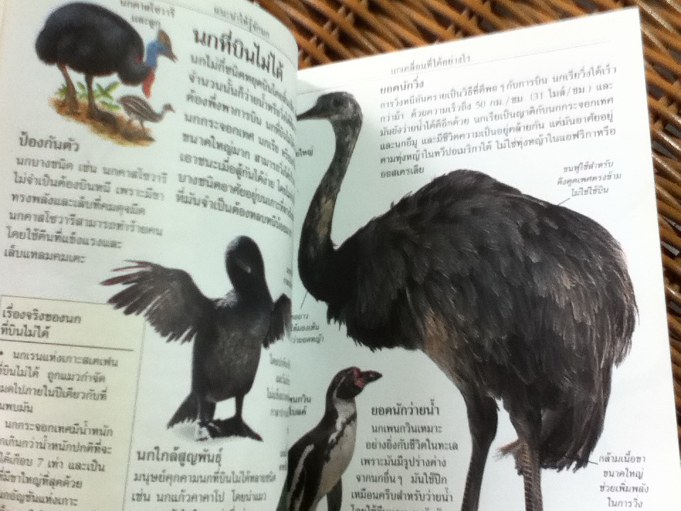 นก/ บาร์บารา เทย์เลอร์/ รุ่งโรจน์ จุกมงคล ผู้แปล (หนังสือแถม)