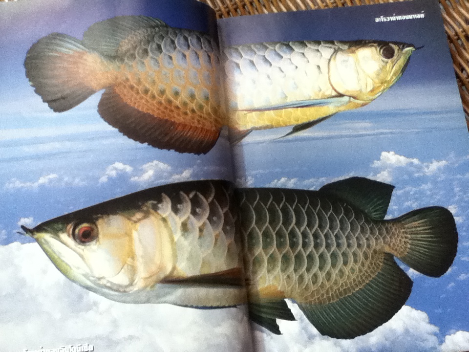 คู่มือการเลี้ยงปลาอะโรวาน่า/ สุรศักดิ์ วงศ์กิตติเวชกุล