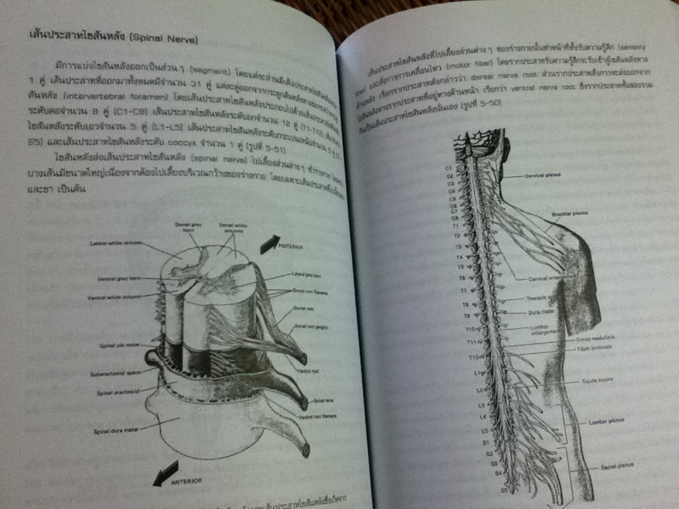 กายวิภาคศาสตร์ 1/ รองศจ.ดร.บังอร ฉางทรัพย์