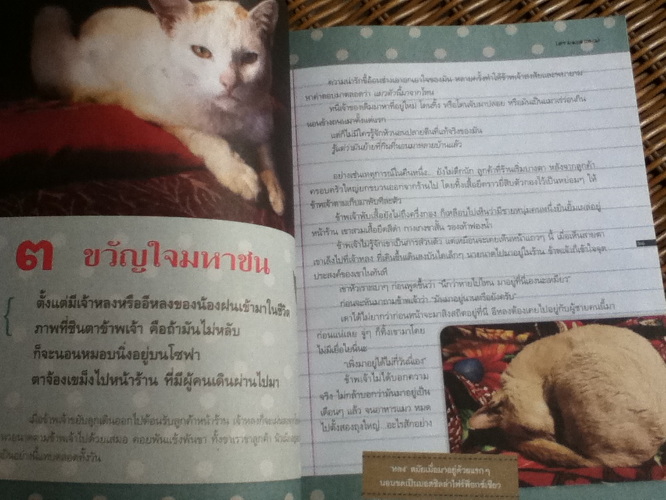 โลกหมุนรอบแมว/ 'ปราย พันแสง