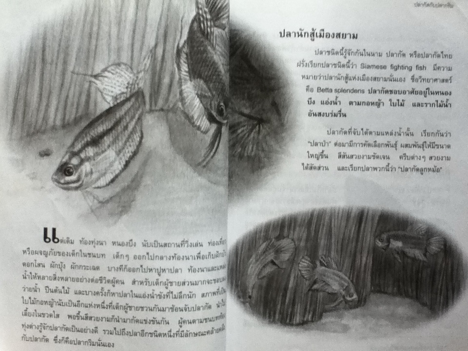 ปลาพื้นบ้านของไทย