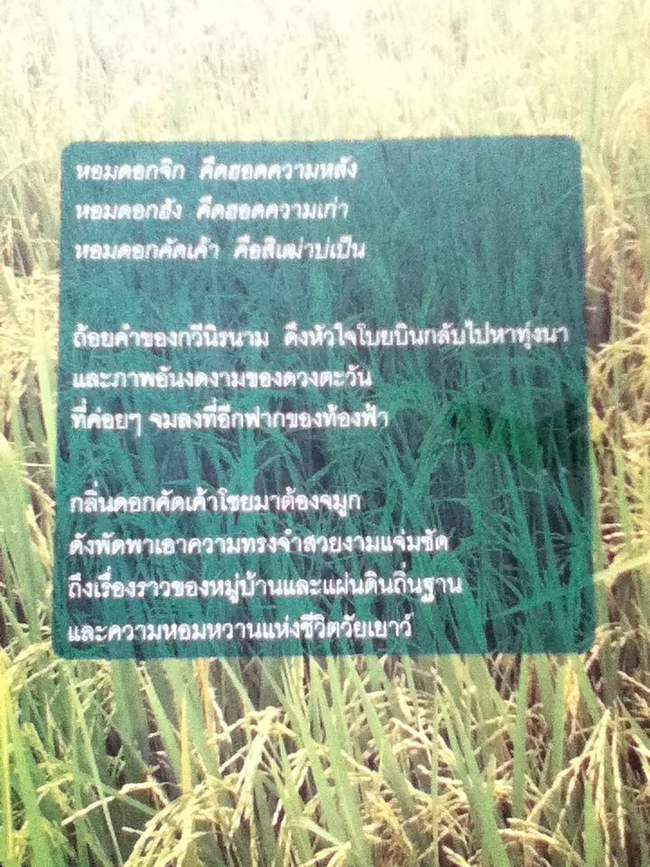 โสกไผ่ ใบข้าว