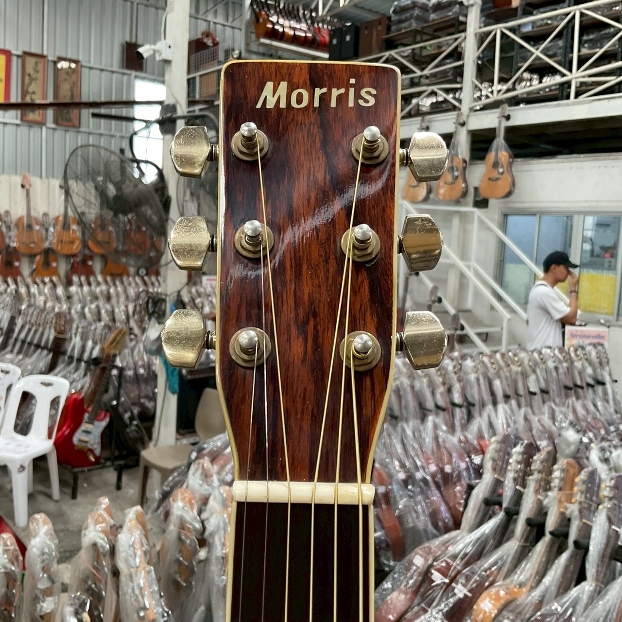 กีต้าร์โปร่ง Morris : MD-515 (สำหรับมือซ้าย) - ร้านเครื่องดนตรีมือ