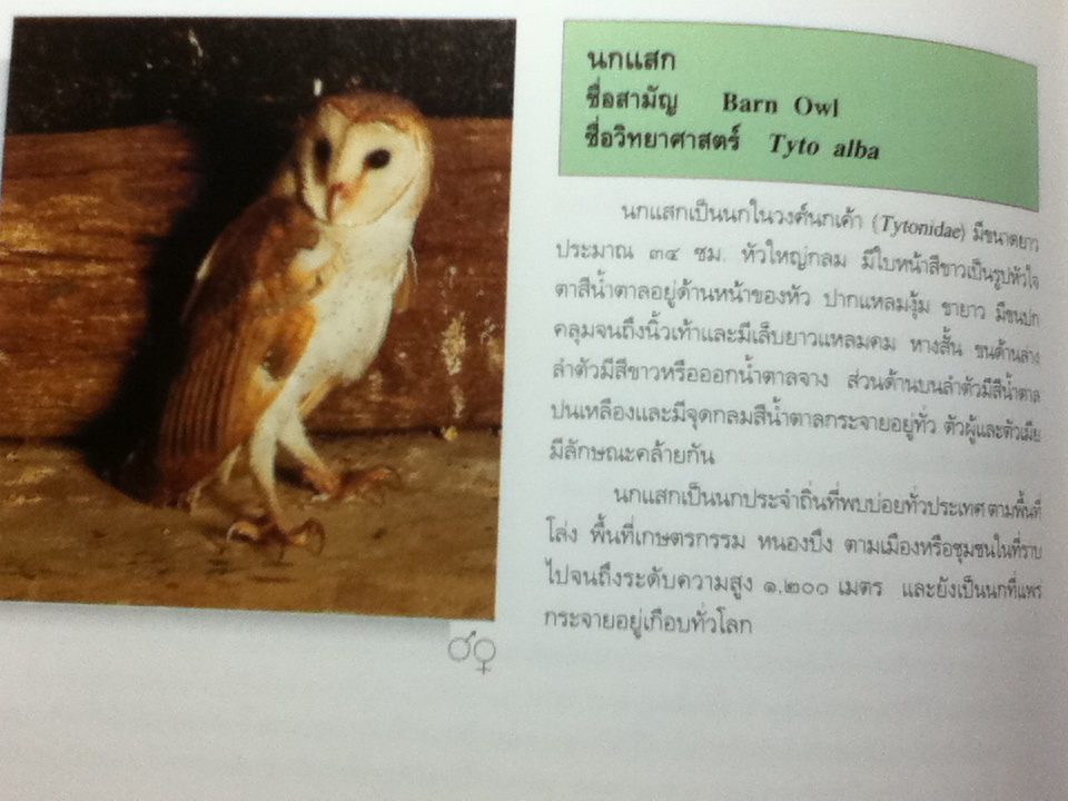ดูนก/ รุ่งโรจน์ จุกมงคล