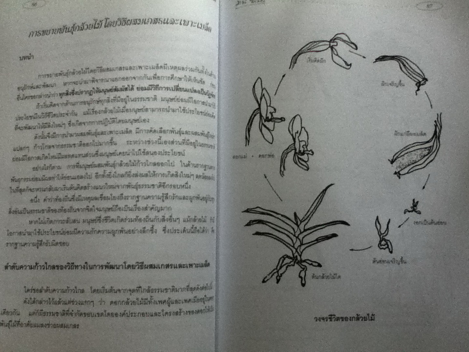 กล้วยไม้สำหรับผู้เริ่มต้น