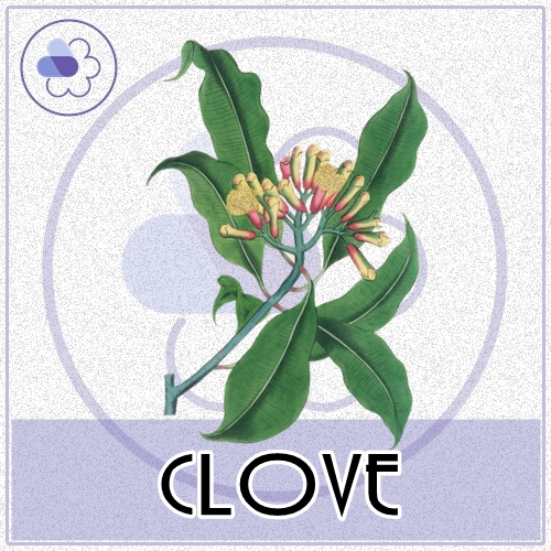 Clove Essential oil 100 %/ (Clove Bud Oil ) Eugenol>99% น้ำมันหอมระเหยกานพลู sweet, woody and spicy ละลายในแอกอฮอล์และน้ำมัน -ทนความร้อนสูง-ไม่เร่งเทรซ COA