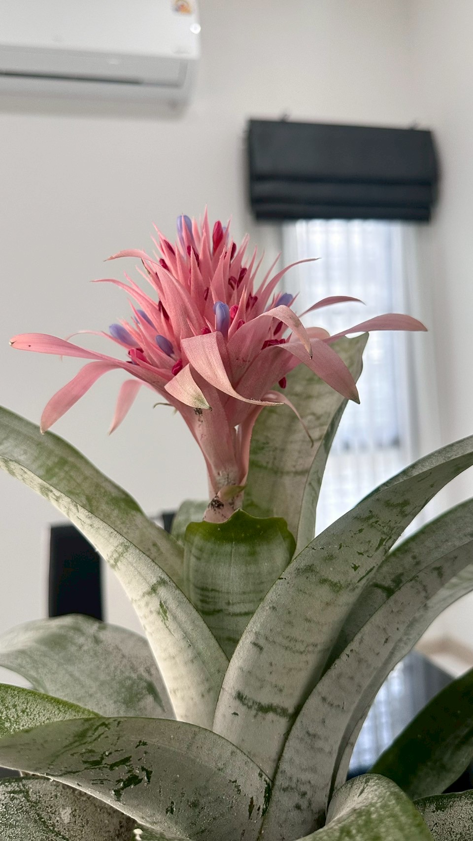 บ้านเช่าพัทยา หนองปลาไหล 3 ห้องนอน 3 ห้องน้ำ บ้านใหม่ ตกแต่งพร้อมอยู่ สวยมาก