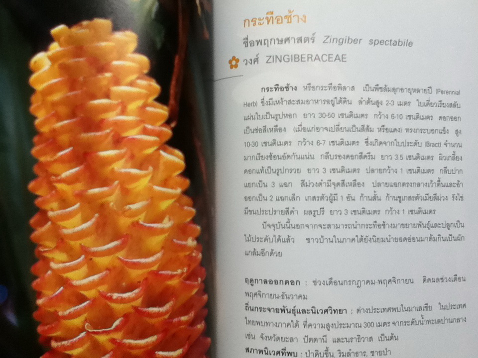 มหัศจรรย์ดอกไม้ป่า เล่ม 1