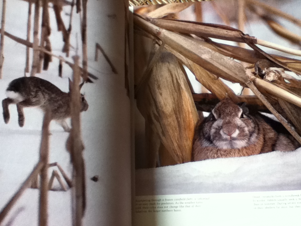 Rabbits & Other Small Mammals หนังสือชุดWild,Wild World of Animals