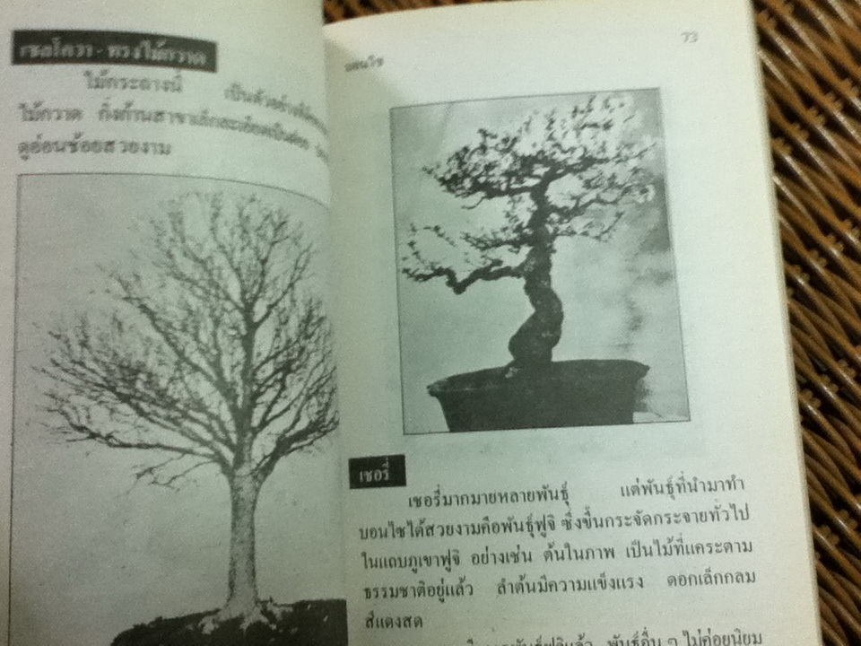 บอนไซ/ วิชิต สุวรรณปรีชา (หนังสือแถม)