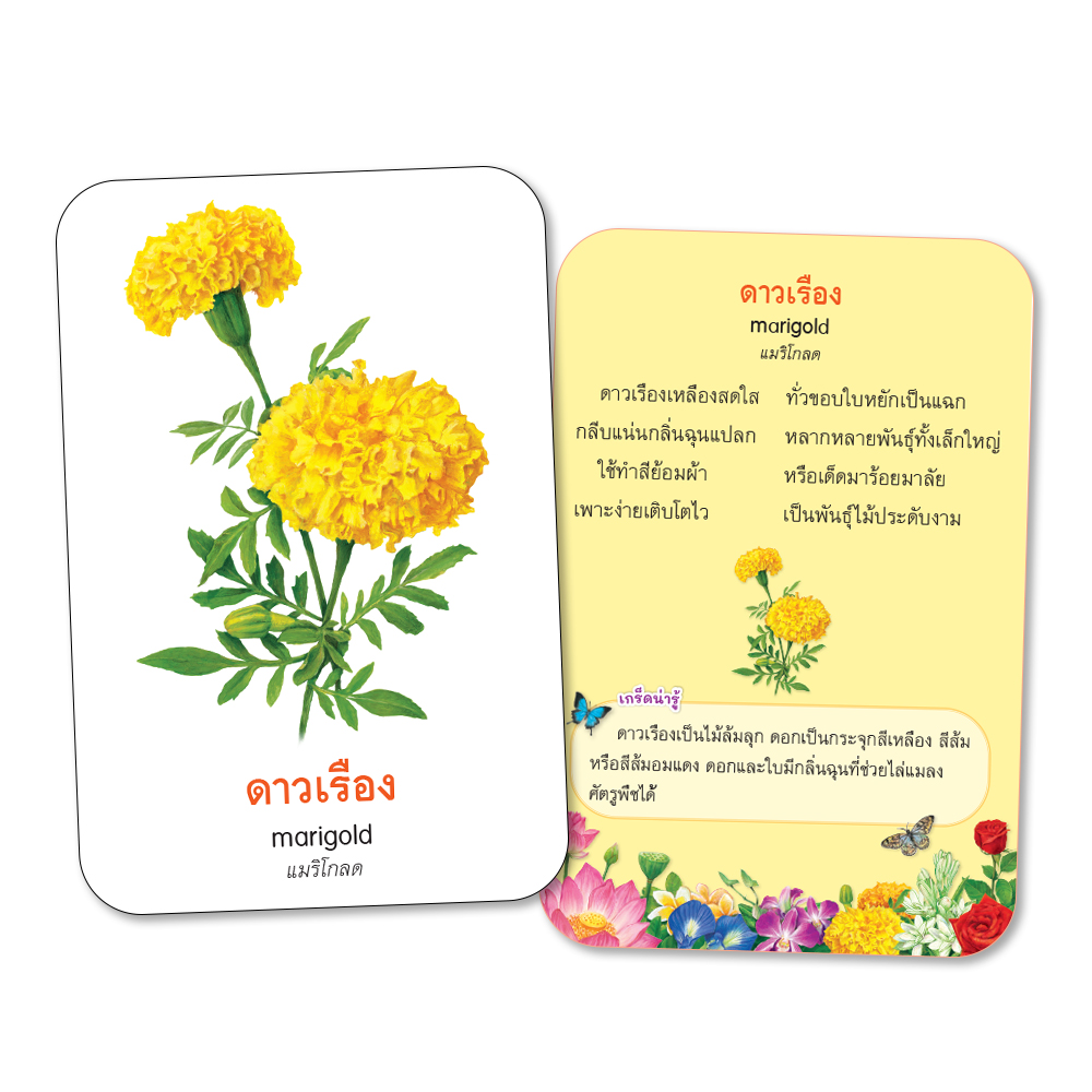 Book World Flash Card สื่อการเรียนรู้ บัตรภาพดอกไม้ 2 ภาษา (ไทย-อังกฤษ) พร้อมคำกลอน NEW 4 สีสวยงาม