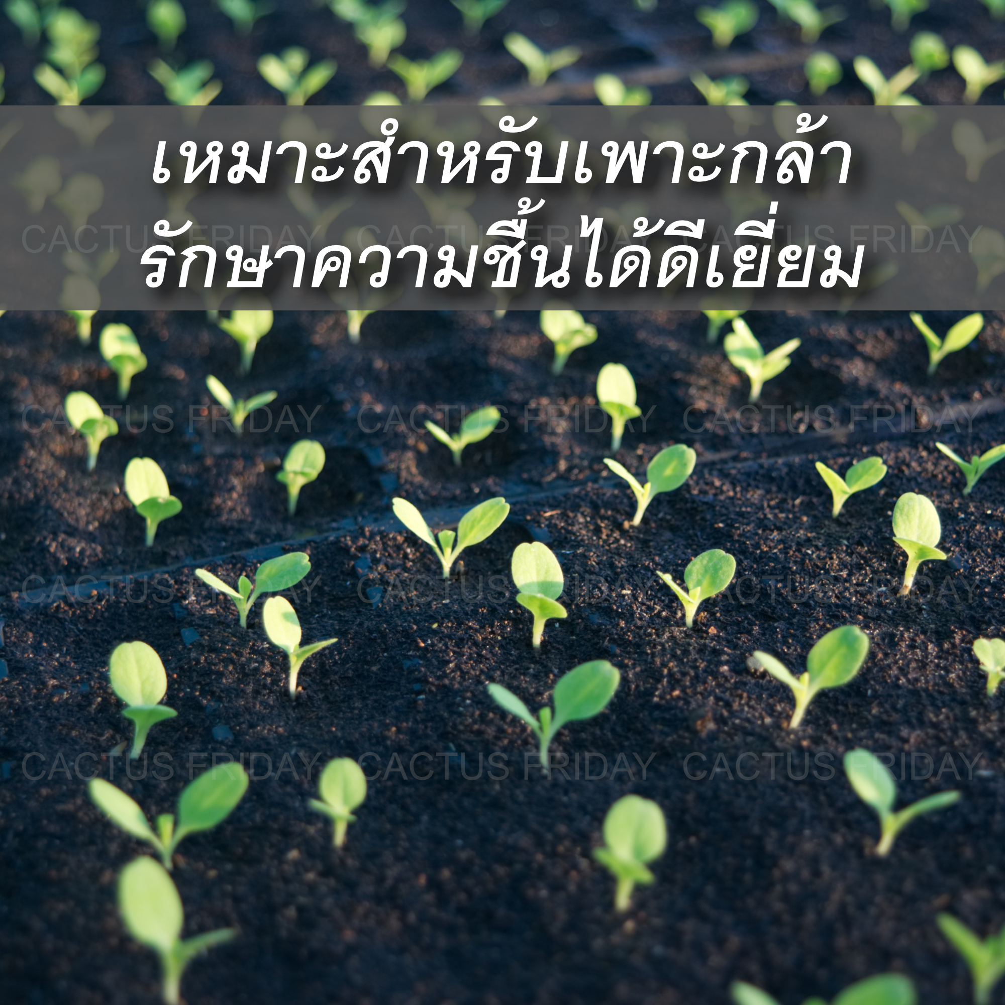 Peat Moss (พีทมอส) เจียไต๋ 20 ลิตร