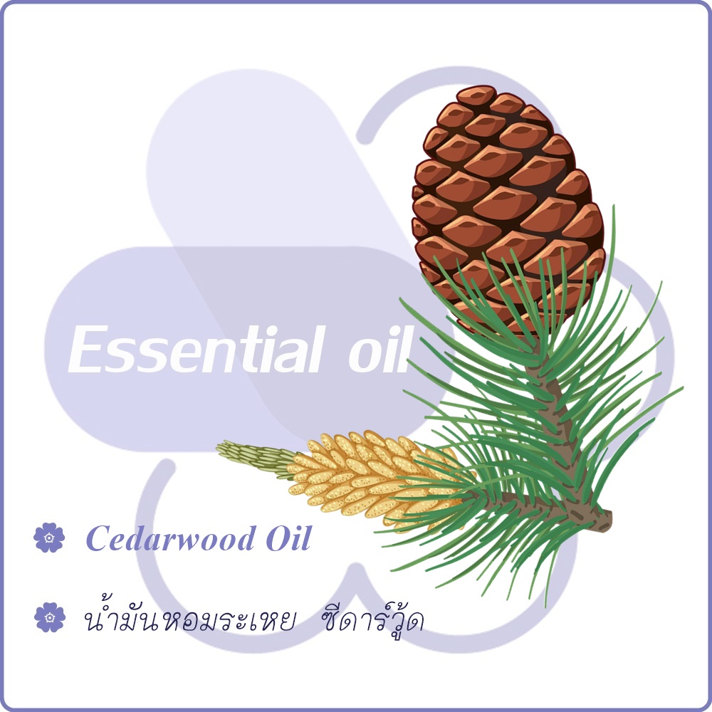 Cedarwood Essential Oil น้ำมันหอมระเหย ซีดาร์วู้ด almost balsamic odor กลิ่นไม้หอม อบอุ่น สงบ ละลายในแอกอฮอล์และน้ำมัน-ไม่เร่งเทรซ COA