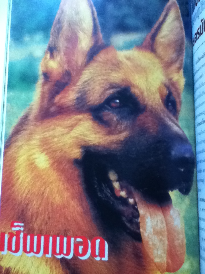 Training dog ข้อมูลของสุนัขพันธุ์ต่าง ๆ และวิธีการฝึก (ปกแข็ง)