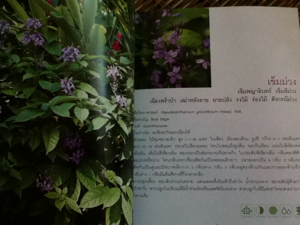 ไม้คลุมดิน/ ธิวลักษณ์ บุนนาค