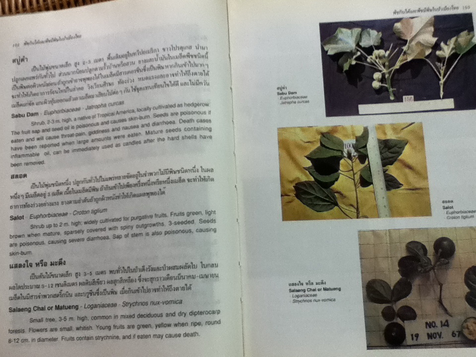 พืชกินได้และพืชมีพิในษป่าเมืองไทย (2 ภาษา ไทย-อังกฤษ)/ สมจิตร พงศ์พงัน, สุภาพ ภู่ประเสริฐ