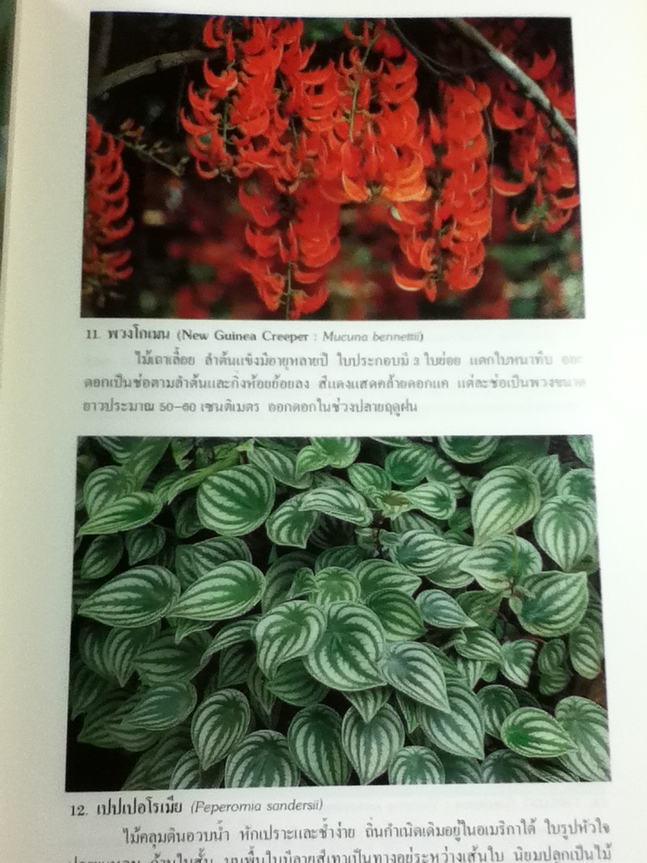 ไม้ดอกไม้ประดับ เล่ม 2 (หนังสือแถม)