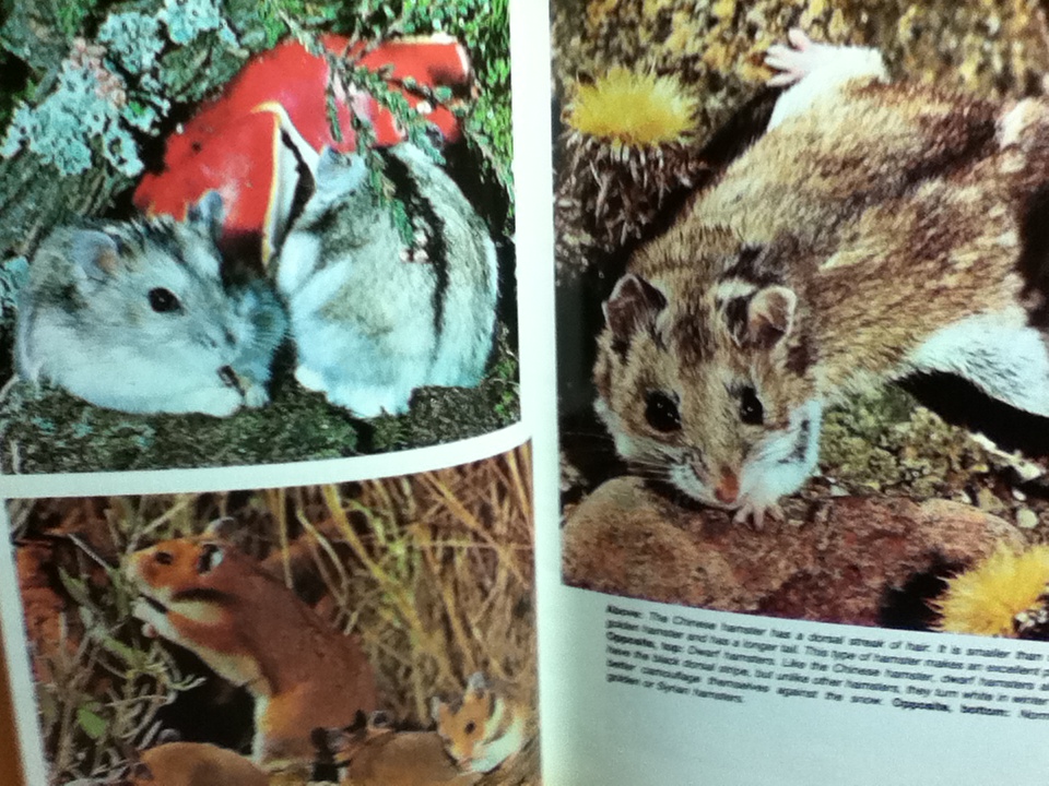 HAMSTERS/ Percy Parslow