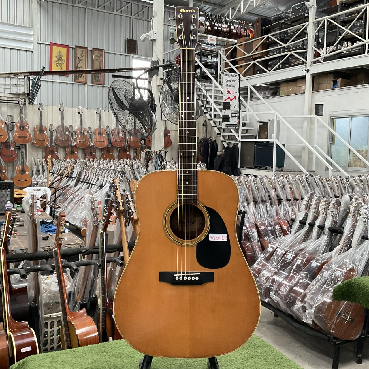 กีต้าร์โปร่ง Morris : W-25