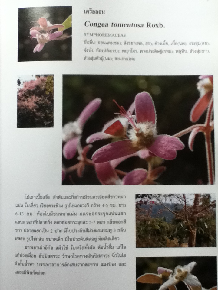 สมุนไพรพื้นบ้านล้านนา จัดพิมพ์เพื่อน้อมรำลึกถึงพระกรุณาธิคุณในสมเด็จพระศรีนครินทราบรมราชชนนี