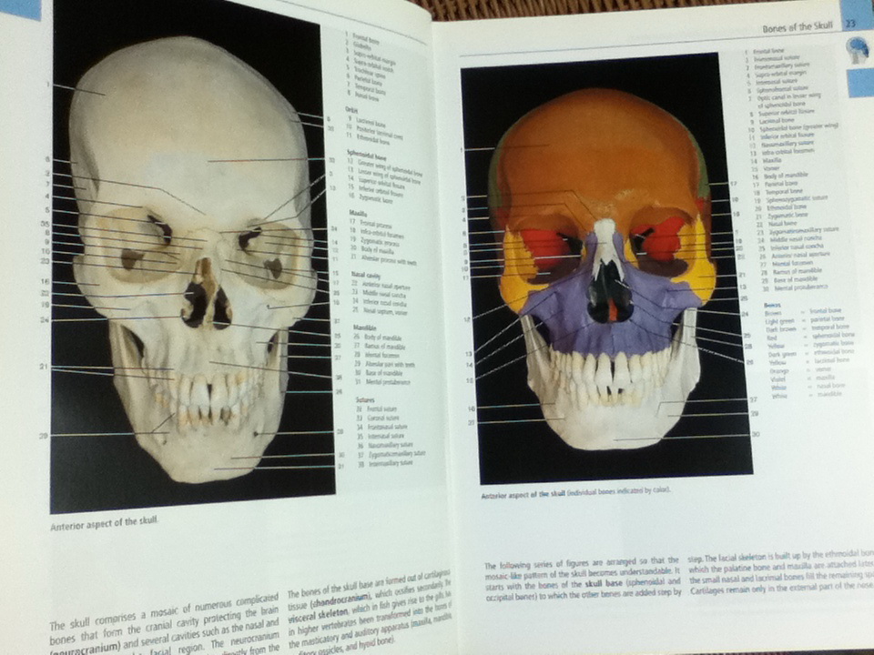 Color Atlas of Anatomy/ Johannes W. Rohen และคณะ