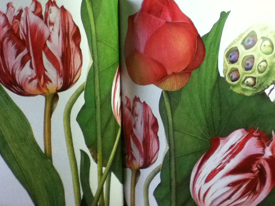 Phansakdi Chakkaphak BEAUTY IN BLOOM