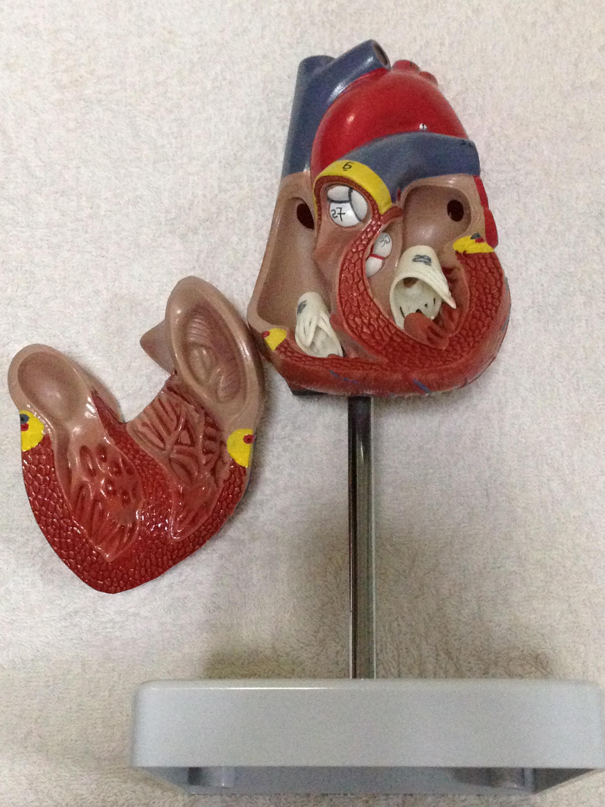 แบบจำลองหัวใจมนุษย์