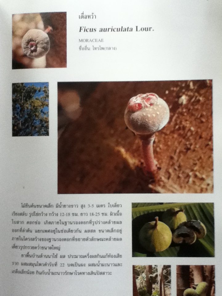 สมุนไพรพื้นบ้านล้านนา จัดพิมพ์เพื่อน้อมรำลึกถึงพระกรุณาธิคุณในสมเด็จพระศรีนครินทราบรมราชชนนี