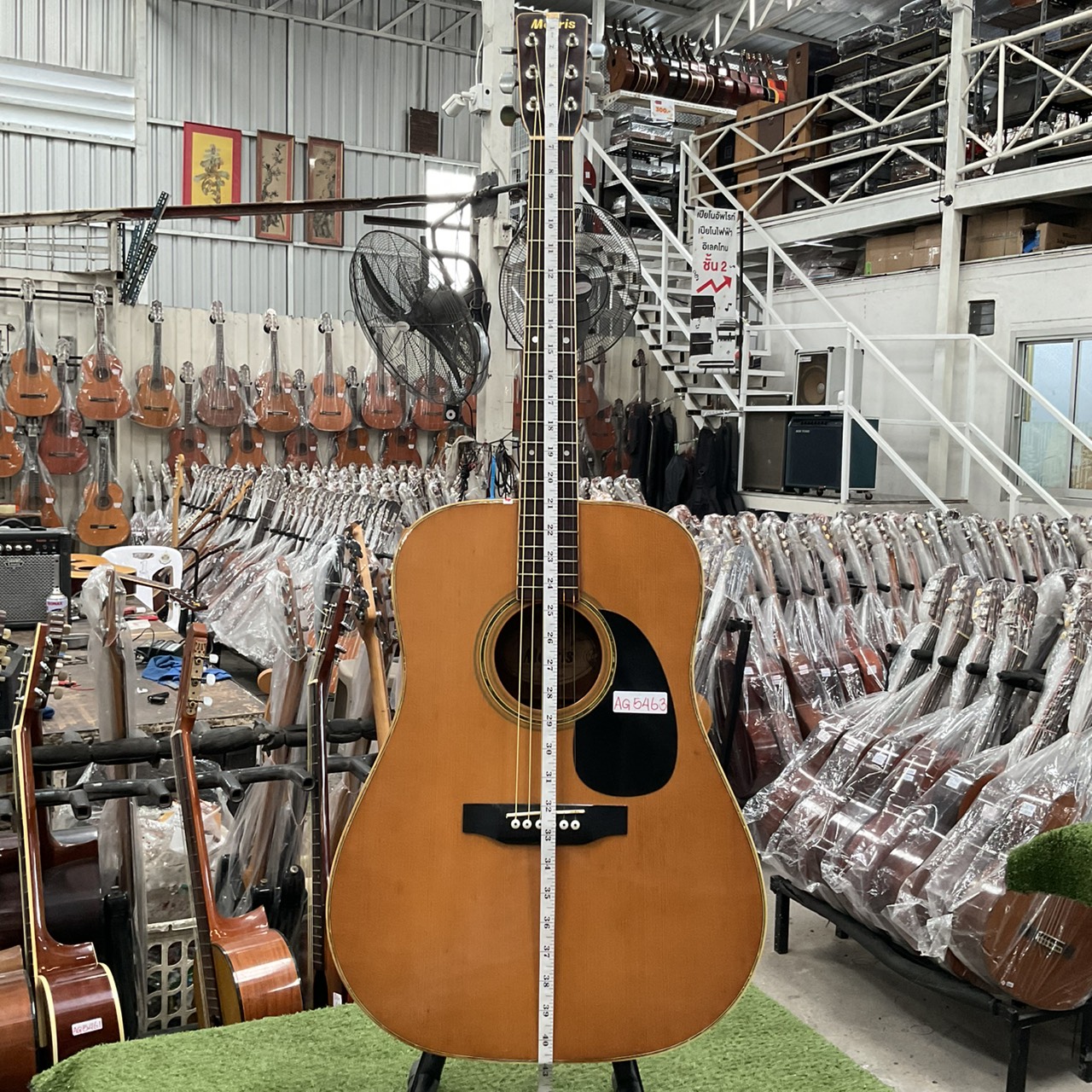 กีต้าร์โปร่ง Morris : W-25