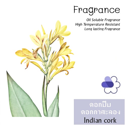 Indian cork หัวน้ำมันหอม ดอกก๊อกอินเดีย , ดอกปีบ , ดอกกาสะลอง strong, sweet, and intoxicating กลิ่นหอม แสนหวาน เย้ายวน ละลายในน้ำมัน