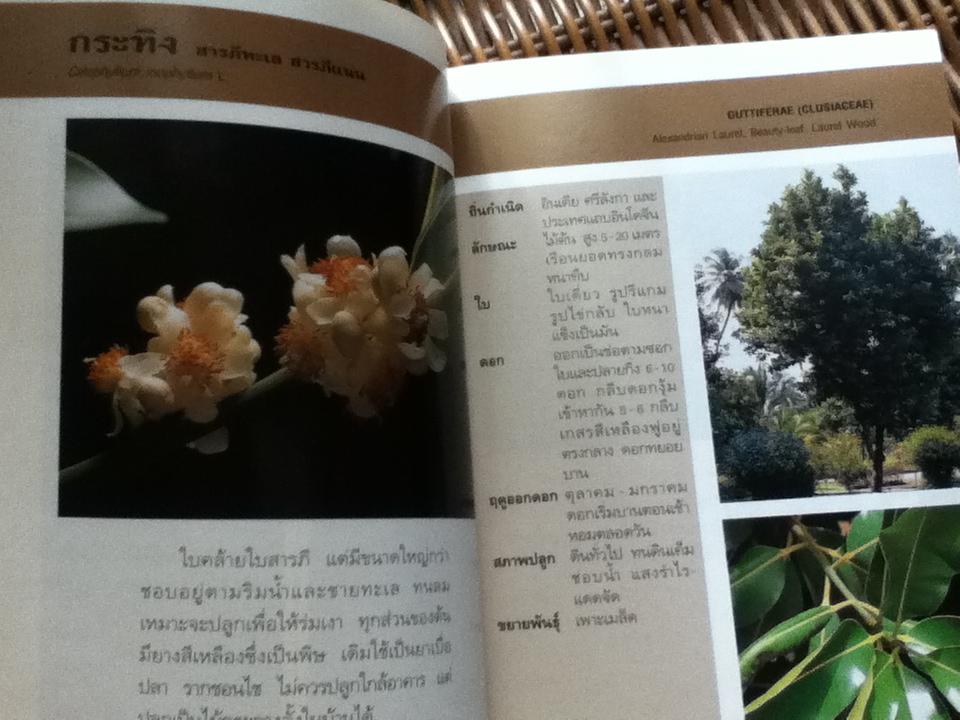 ไม้ดอกหอม3เล่ม/ วชิรพงศ์ หวลบุตตา