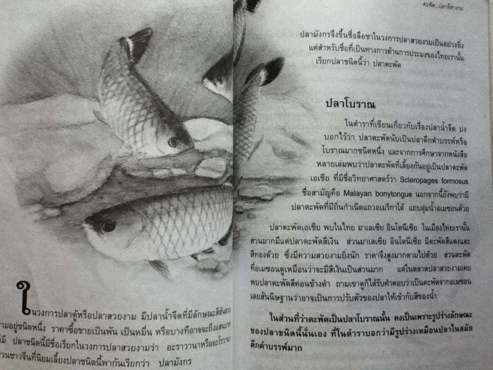 ปลาพื้นบ้านของไทย