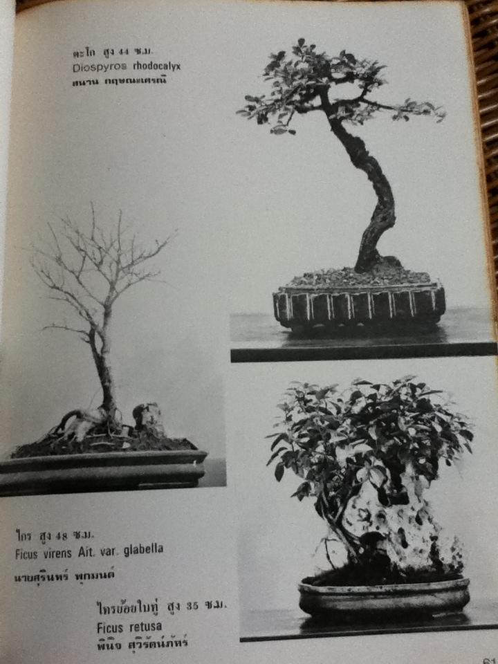 บอนไซ เล่มที่ 1/ ชมรมบอนไซ(ไม้แคระ)แห่งประเทศไทย