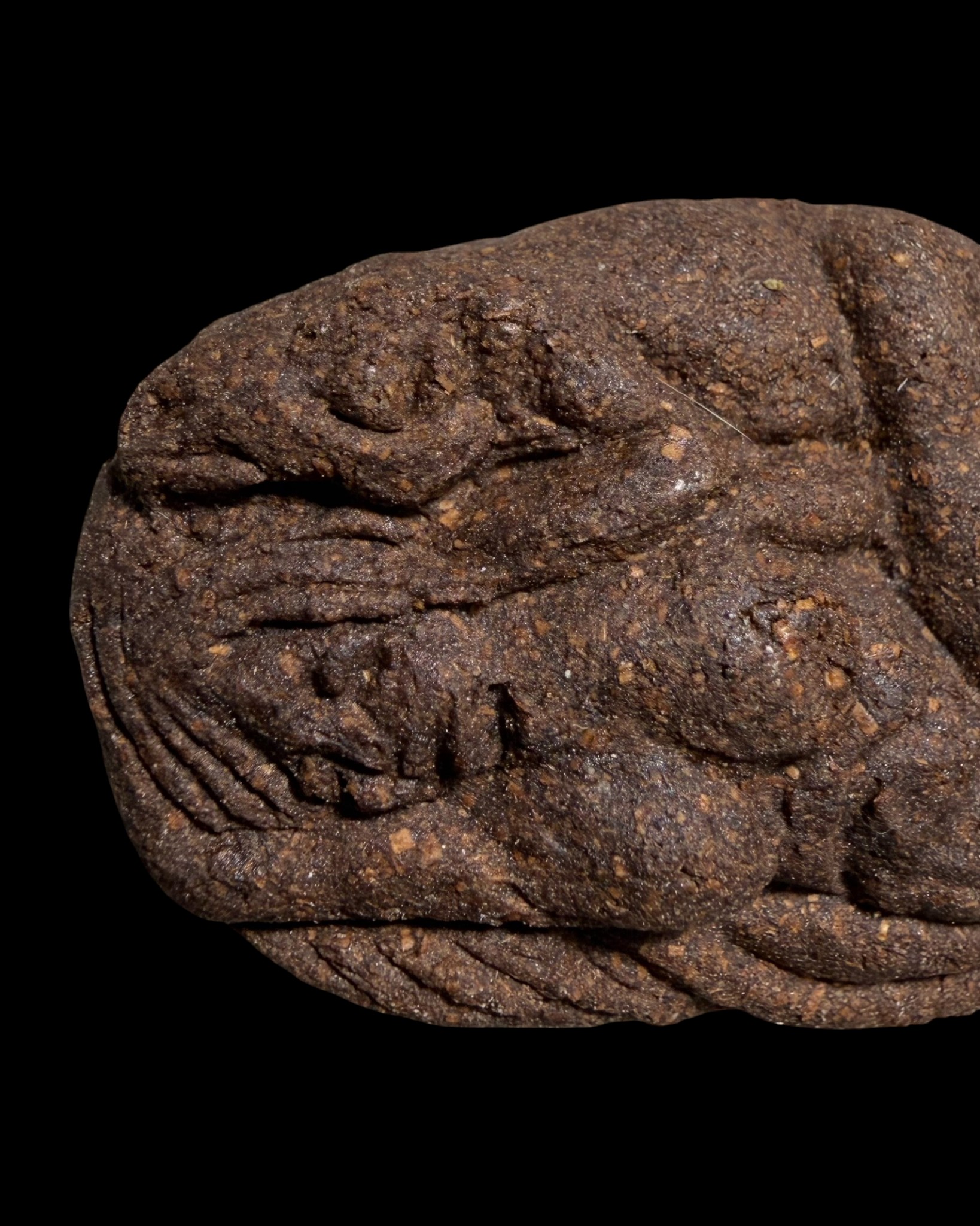 นางจิ้งจกเสน่ห์ Lady Gecko. SKU-03541