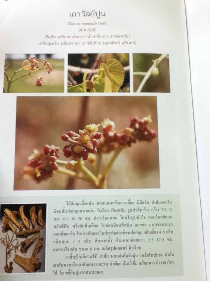 สารานุกรมสมุนไพร เล่ม 5 สมุนไพรพื้นบ้านอีสาน/ รศ.ดร.วงศ์สถิตย์ ฉั่วกุล และคณะ